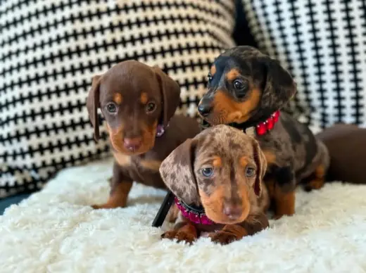 Adorables cachorros de dachshund en adopción