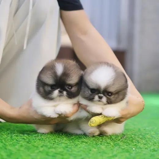 Adorables Cachorros Pomerania en Venta