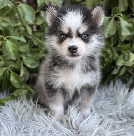 Adorable Miniature Pomeranian Puppy for Sale
