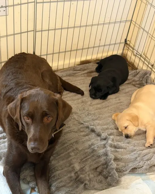 Encantador y bien adiestrado Labrador Retriever busca un nuevo hogar definitivo.