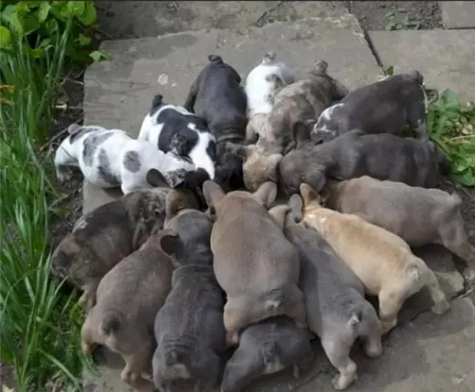 Perro bulldog frances gris macho y hembra de raza en venta