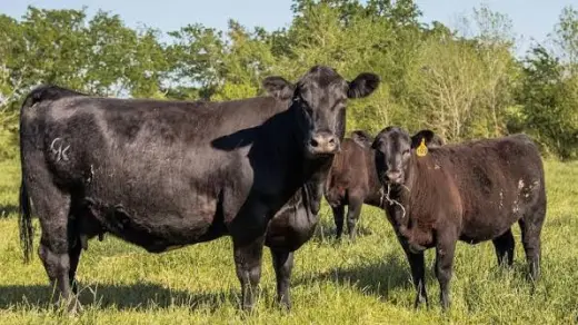 Whole ,Half and Quater Cow beef for Sale - Freezer Ready