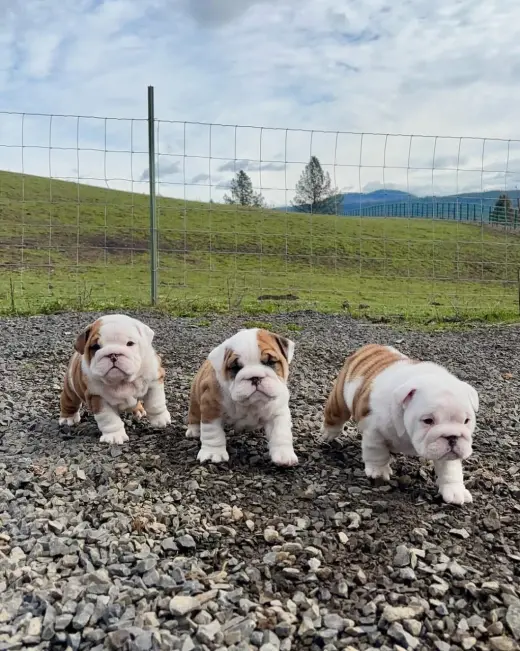 Adorables Cachorros Bulldog Inglés en Venta