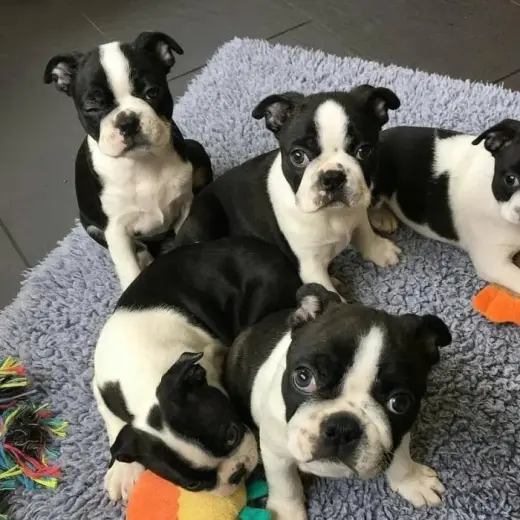 Adorables Cachorros de Boston Terrier en Venta