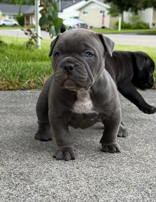 Adorable Cachorros Pitbull
