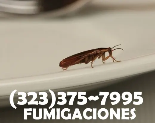 FUMIGACIONES GENERALES LOS ANGELES