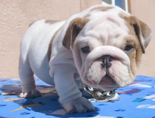 Cute English Bulldog Puppies..