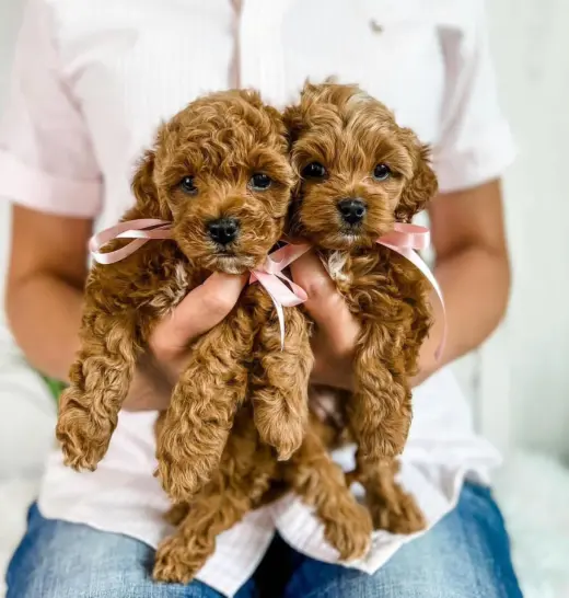 Adorable Toy Poodle Puppies for Adoption