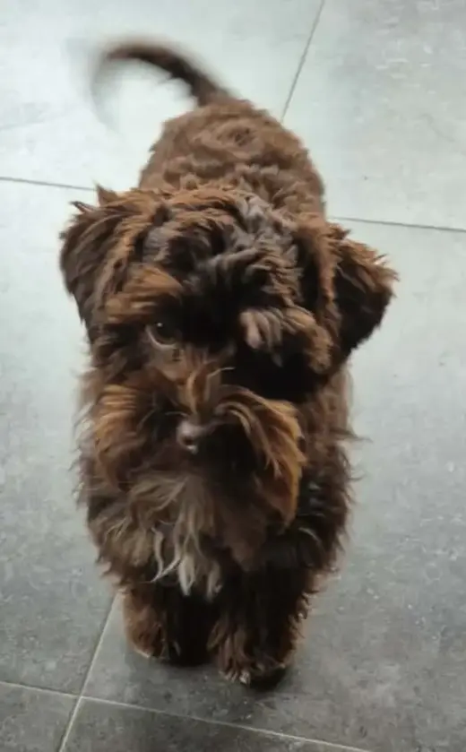 SCHNAUZER PATICOAT FLUFFIES