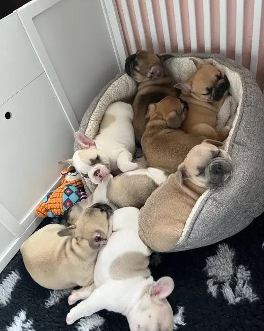 Adorables Cachorros de Bulldog Francés en Venta