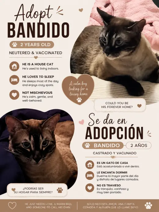 Adopta a Bandido - Gato Cariñoso de 2 Años