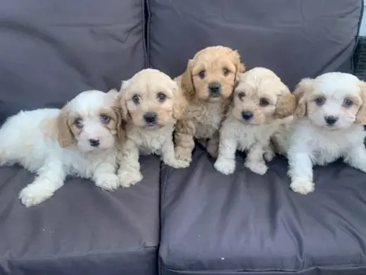 Cavachon king charles de 2 meses en venta
