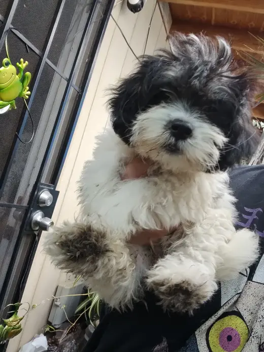 MINI POODLE Y TERRIER MIX