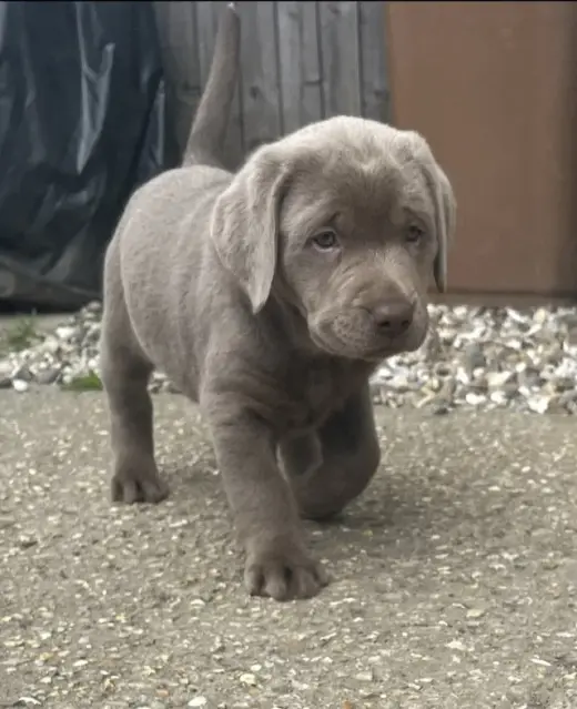 Adorable Labrador Puppy for Sale