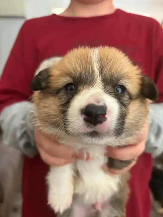 Pembroke Welsh Corgi Puppy AVAILABLE