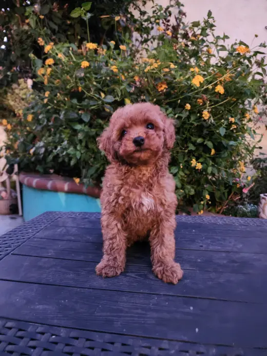 Mini Goldendoodles disponibles