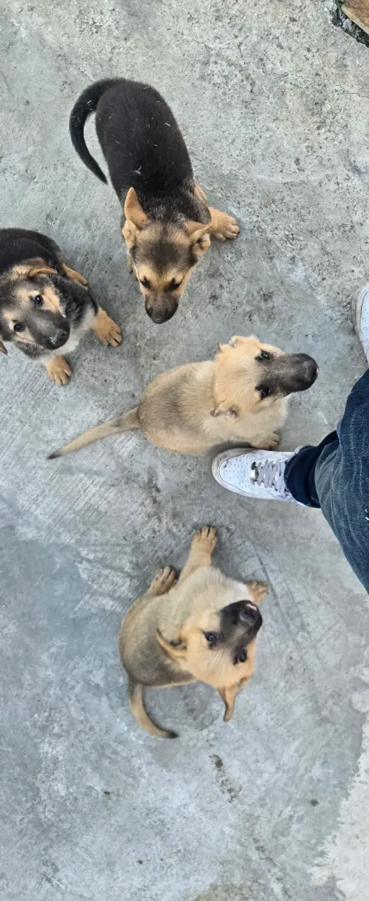 Adorables Cachorros de Pastor Alemán en Adopción