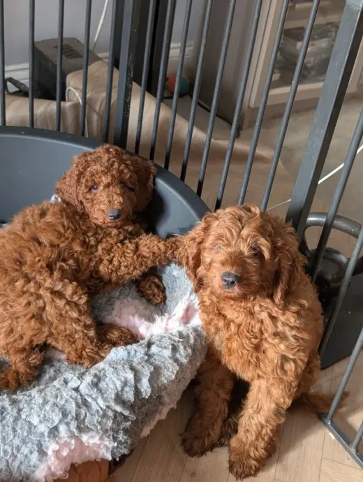 Adorable Poodle Puppies for Sale