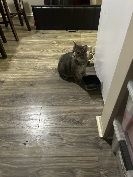 Gatos buscando nuevo hogar