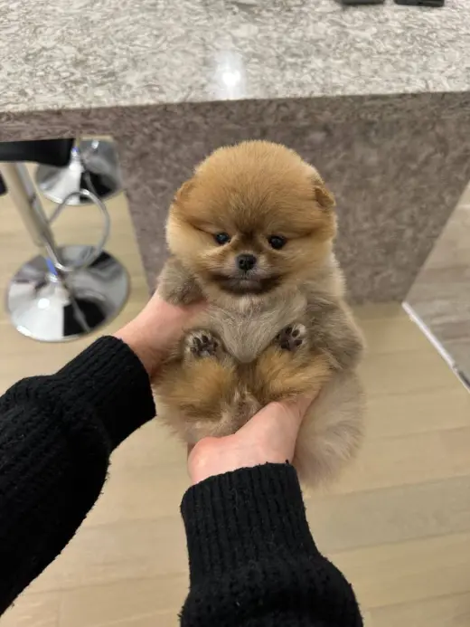 Gorgeous Pomeranian Pups