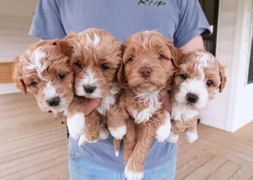 Los mejores cachorros Cockapoo.