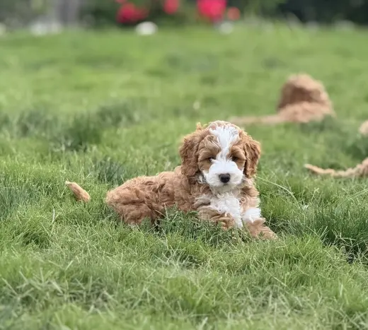 Adorable Cachorro de Poodle Miniatura en Venta