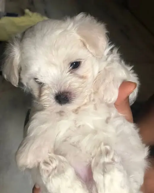 Adorable Cachorro Maltés en Venta