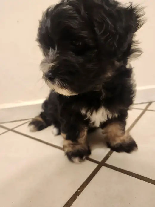 Venta de Cachorros Maltés Machos (8 semanas)