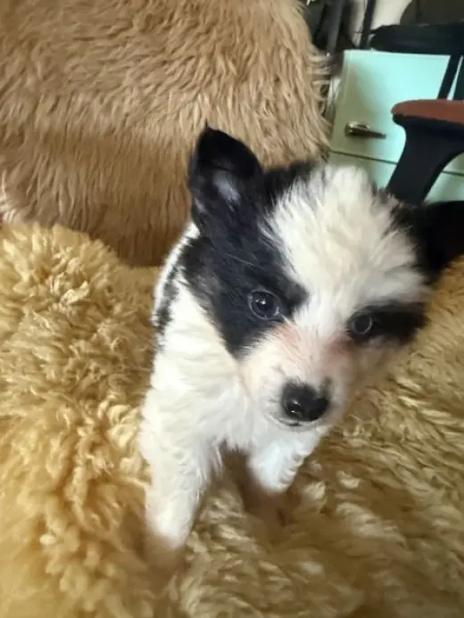 Cachorro Pomsky busca nuevo hogar
