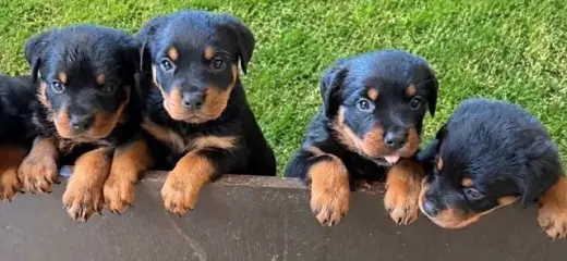 Rottweiler Puppies Readily available