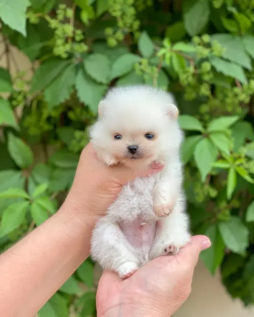 AKC registered Pomeranian puppies for sale
