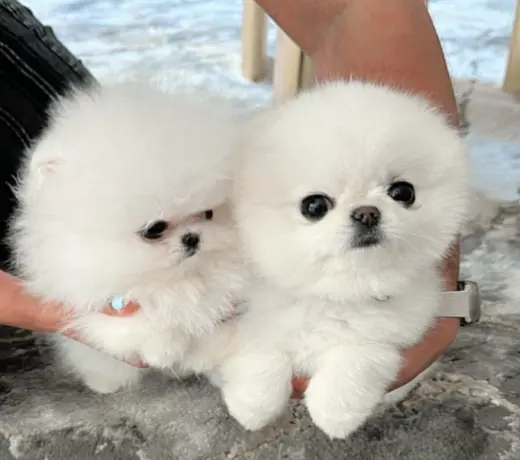 Pom for sale