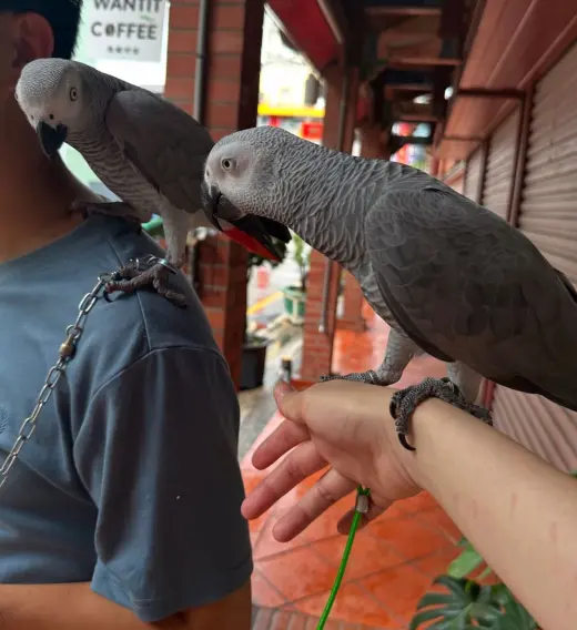 Beautiful African Grey Parrots for Sale