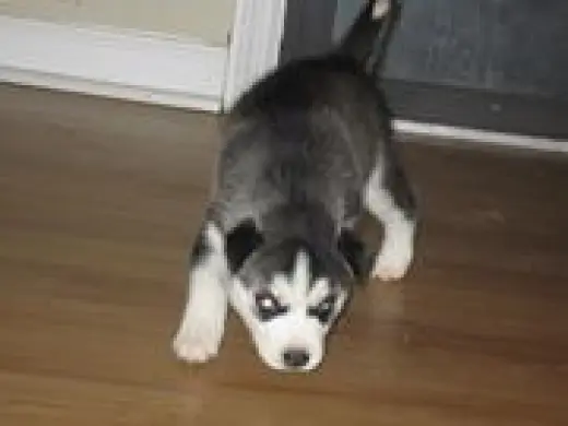 Adorable Cachorro Siberiano Husky en Venta