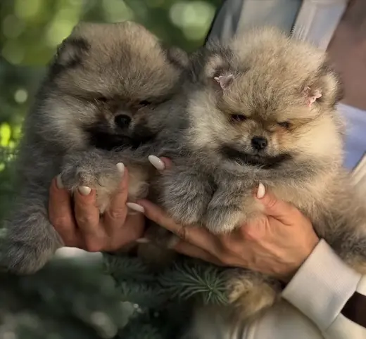 Cachorros Pomerania Blancos y Cafés