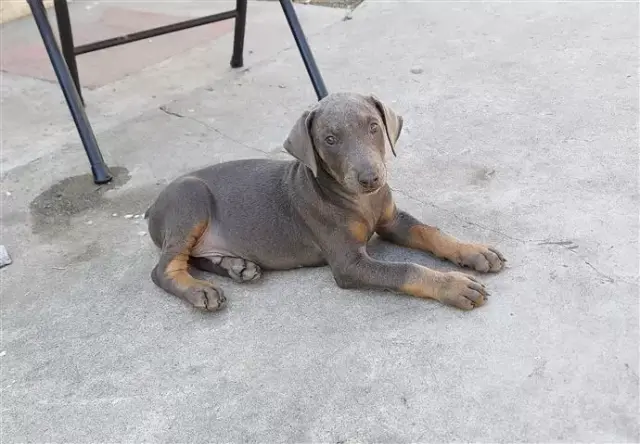 Purebred Blue Doberman