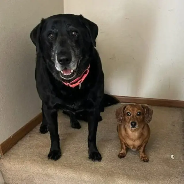 Chase / Maci