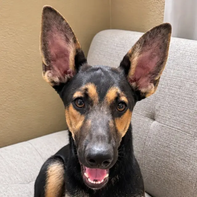 Huxley -  (Courtesy Post) Foster or Adopt Me!