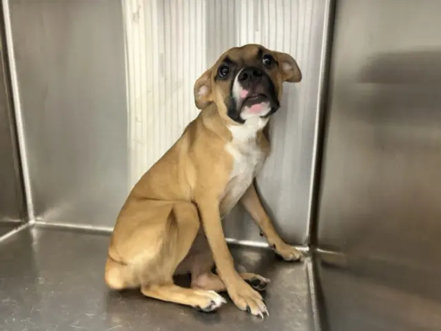 SUKI