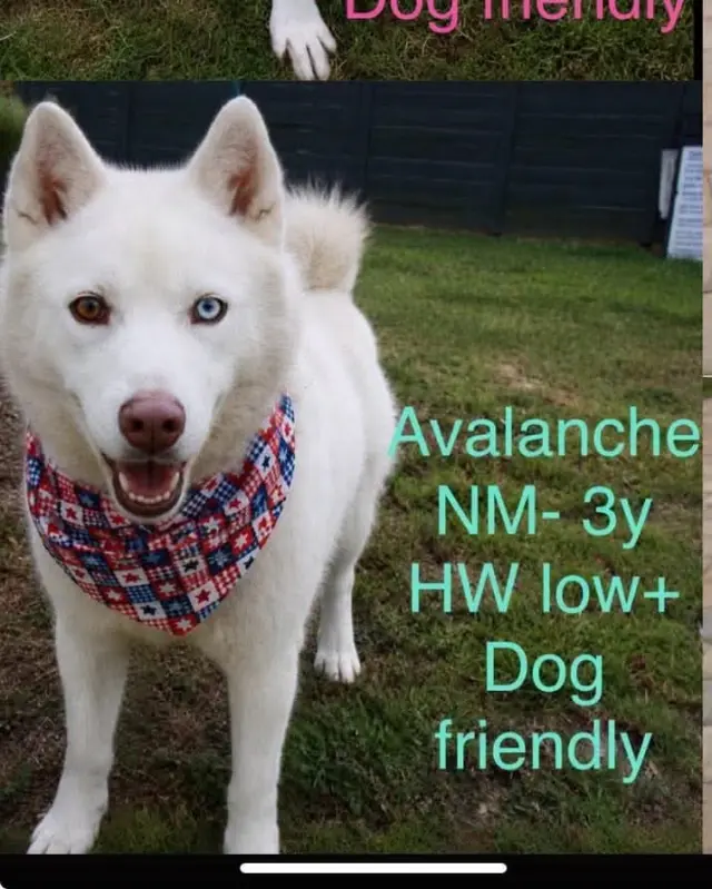 AVALANCHE