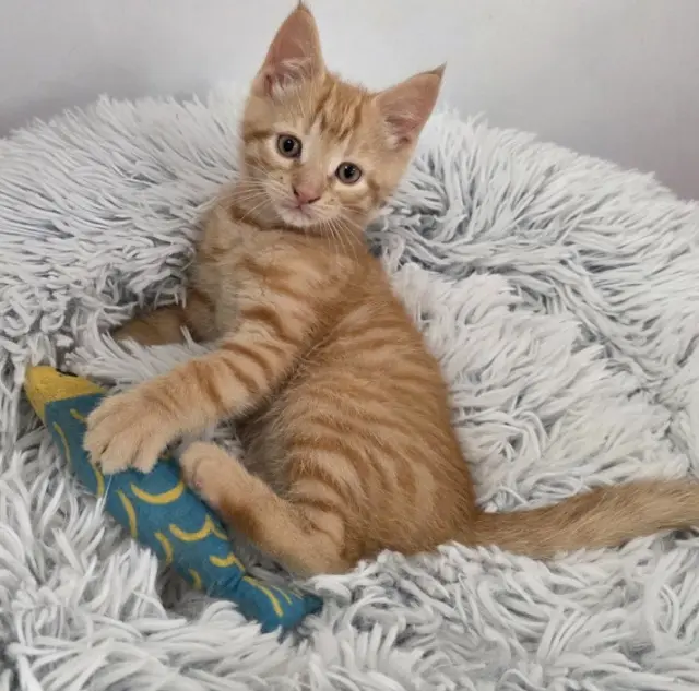 Finn & Jett bonded pair