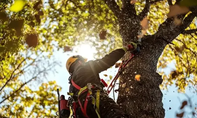 🌳🪚 ¡MARIO TREE SERVICE! 🪚🌳