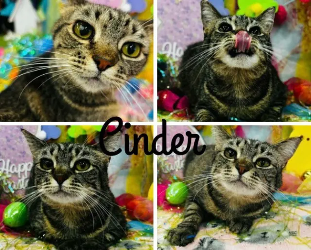 Cinder - WAIVED FEE- Long Term Resident