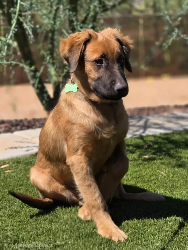 Yogi