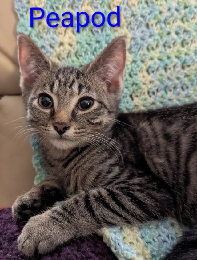 Peapod