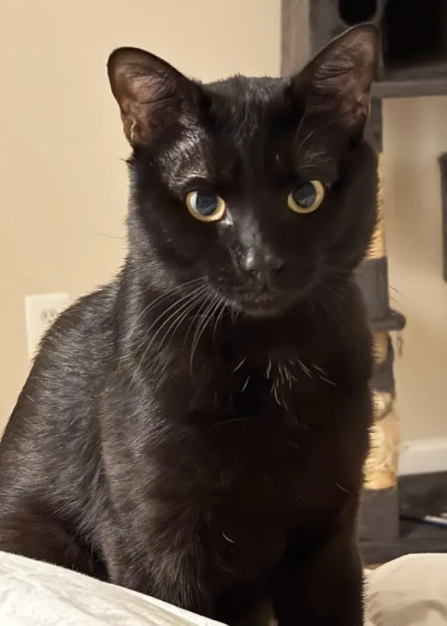 Mojo