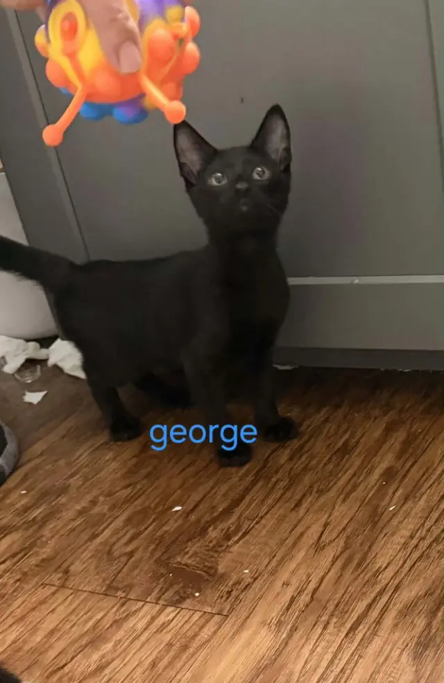 George