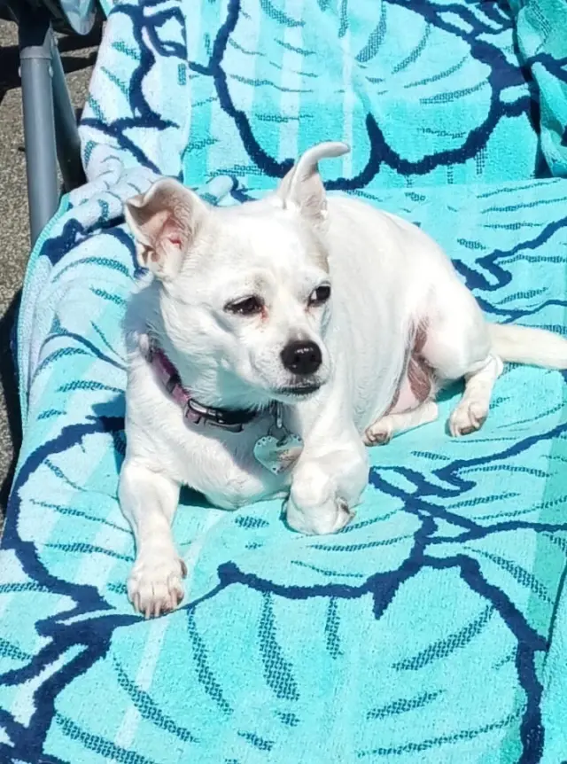 Gidget a/k/a Coconut
