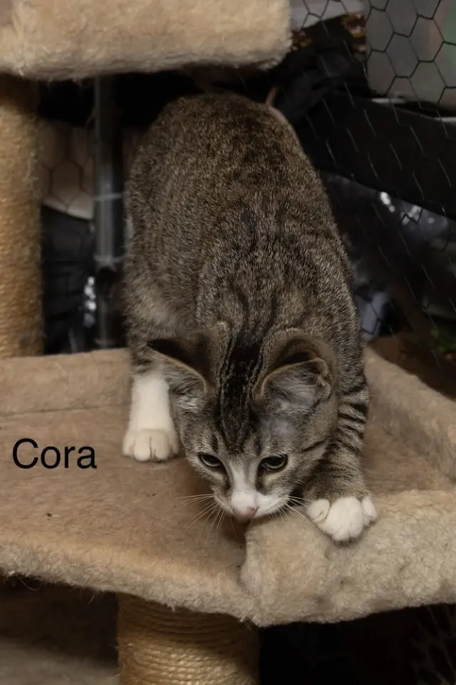 Kitten: Cora