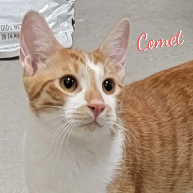 Comet #brother-of-Rocket